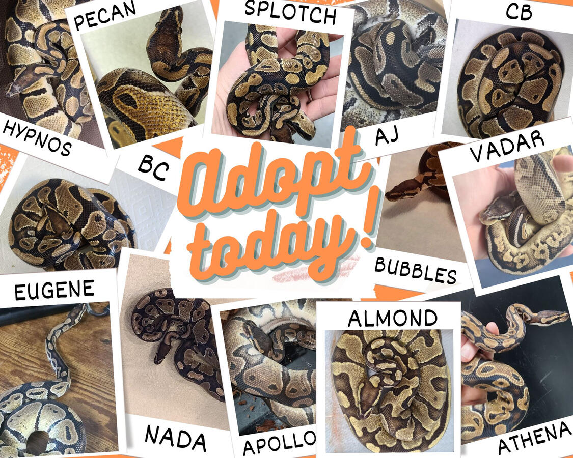Adopt a Ball Python (2022)